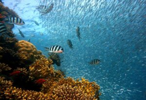 Fische